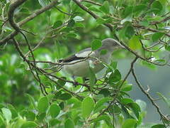 White-shouldered Starling