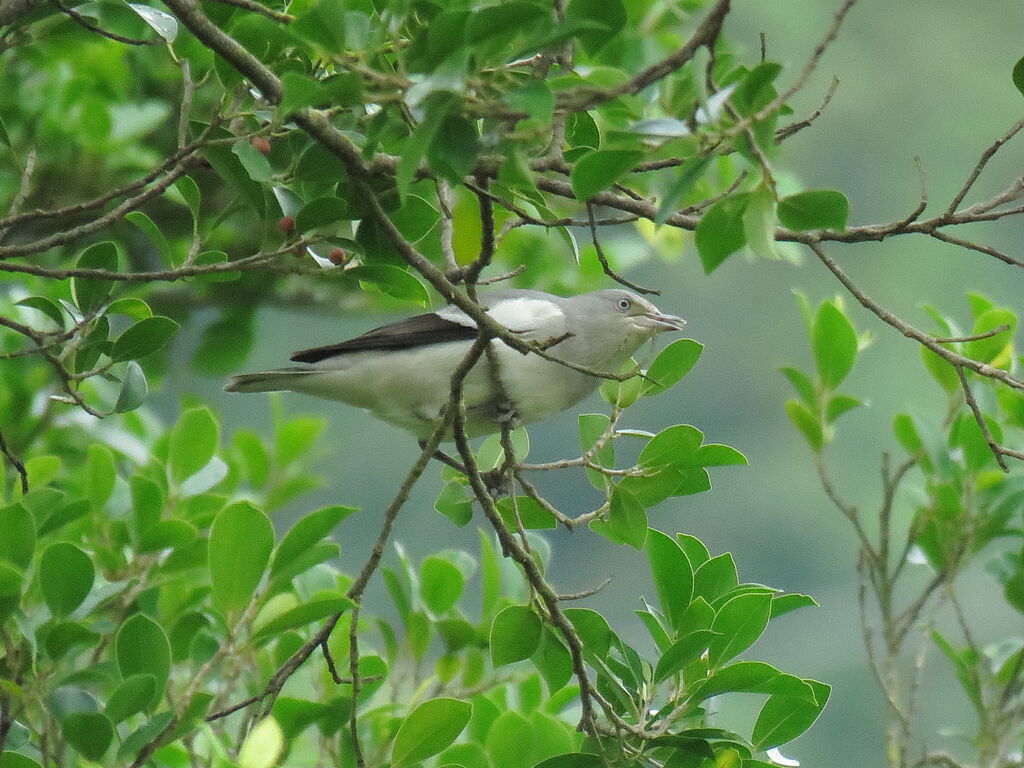 White-shouldered Starling