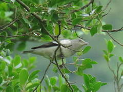 White-shouldered Starling