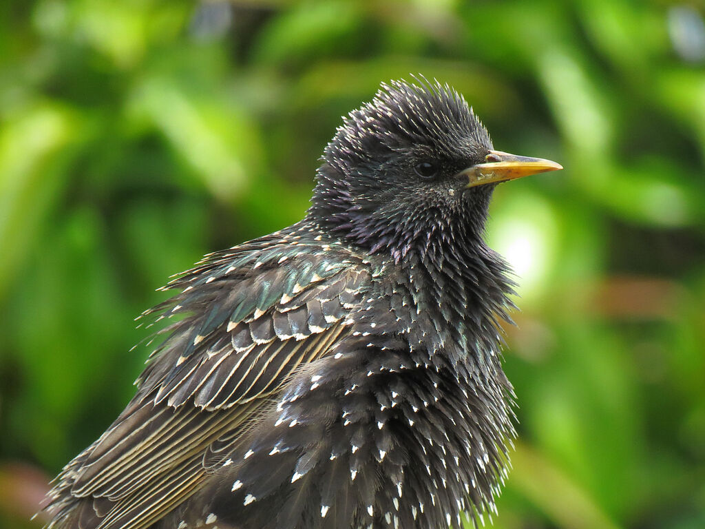 Common Starling