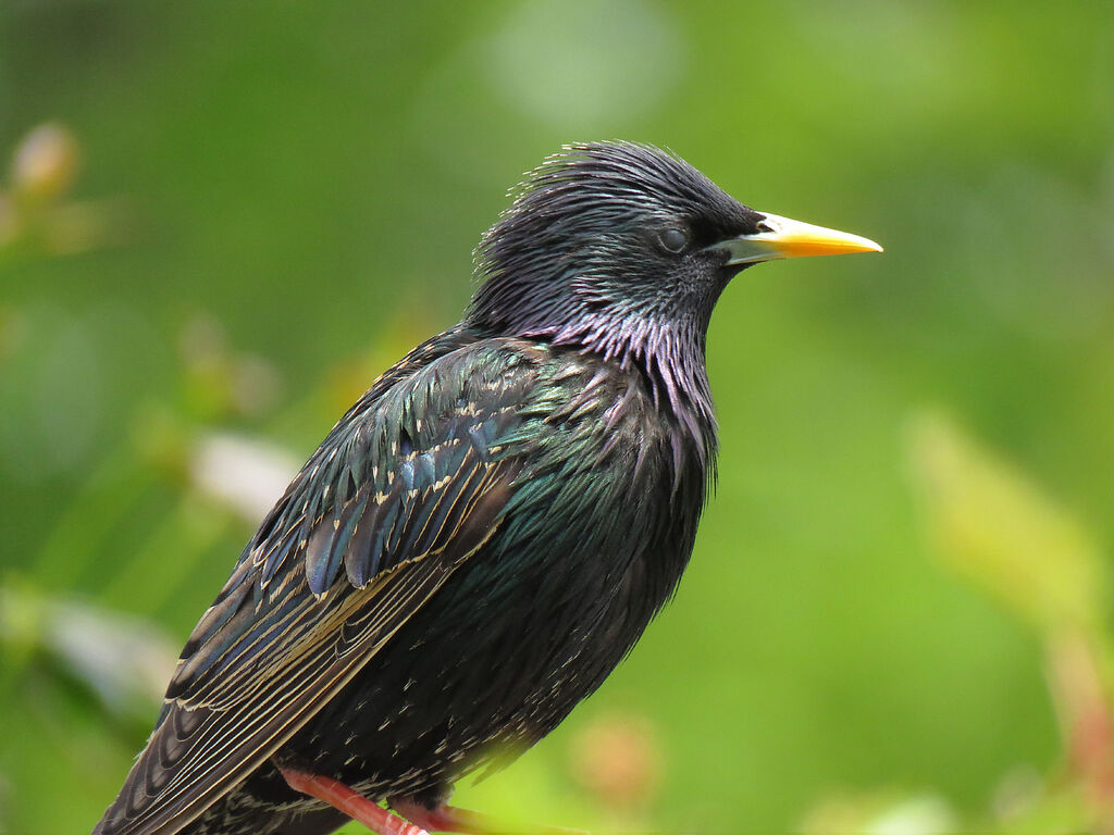 Common Starling