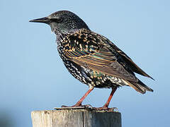 Common Starling