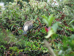 Red-billed Starling