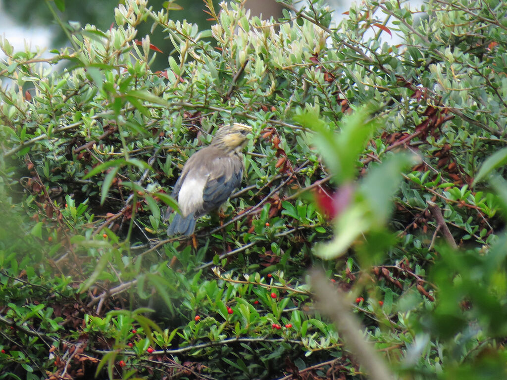 Red-billed Starling