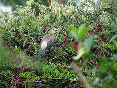 Red-billed Starling