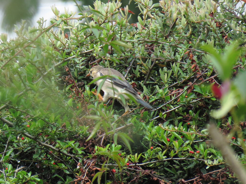 Red-billed Starling