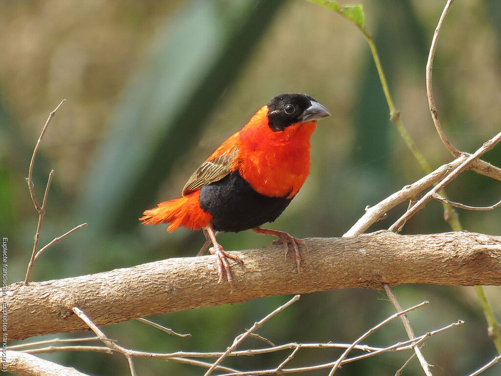 Northern Red Bishop