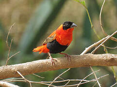 Northern Red Bishop