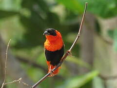 Northern Red Bishop