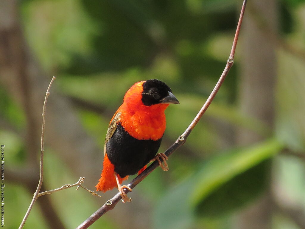 Northern Red Bishop