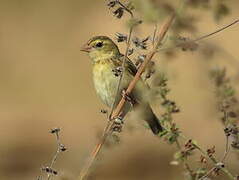 Northern Red Bishop