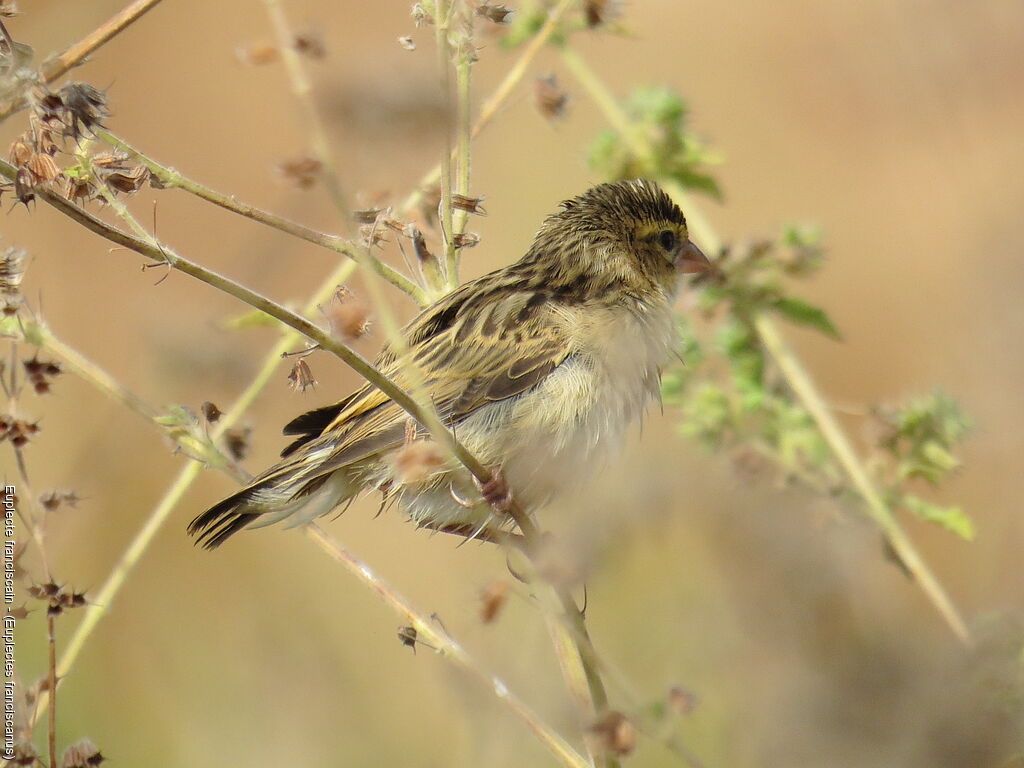 Northern Red Bishop female