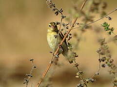 Northern Red Bishop