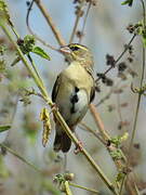 Northern Red Bishop