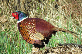 Common Pheasant