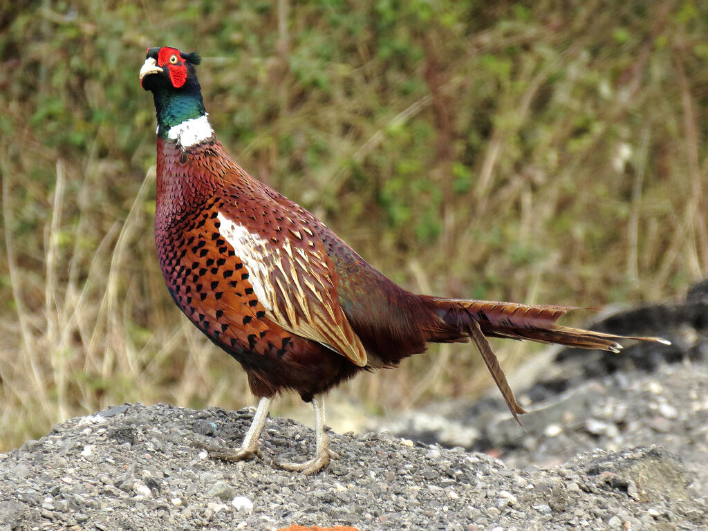 Common Pheasant