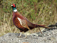 Common Pheasant