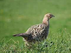 Common Pheasant