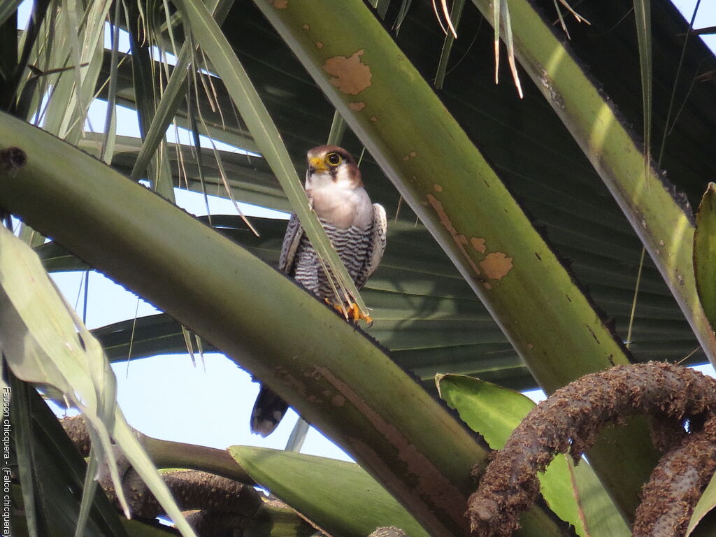 Red-necked Falcon