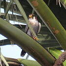 Faucon chicquera