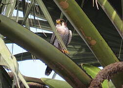 Red-necked Falcon