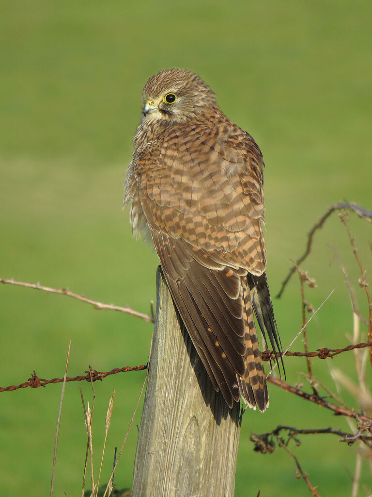 Faucon crécerelle