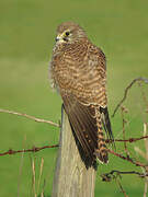 Common Kestrel