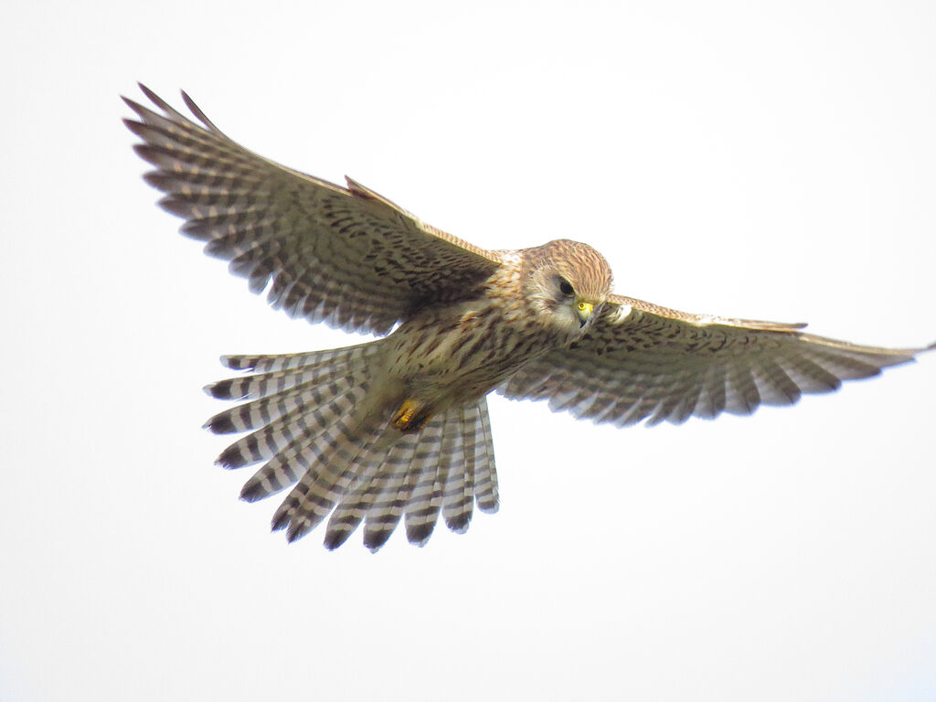 Common Kestrel