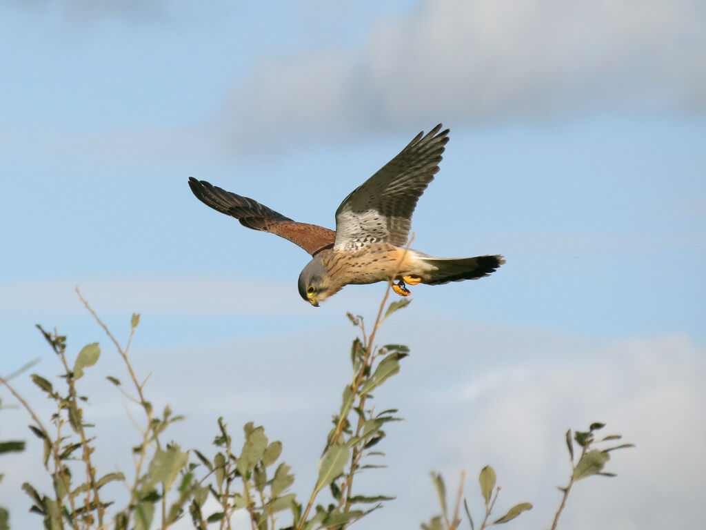 Faucon crécerelle