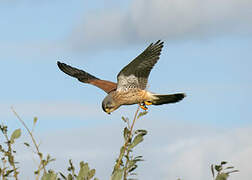 Common Kestrel