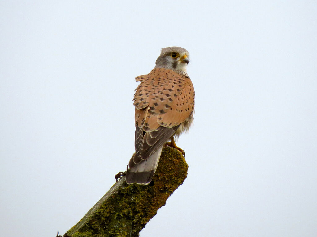 Faucon crécerelle