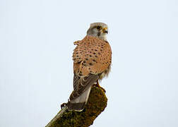 Common Kestrel