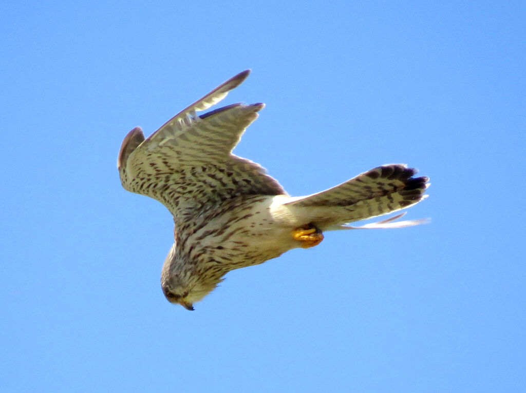 Common Kestrel