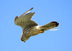 Common Kestrel