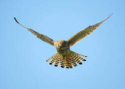 Common Kestrel