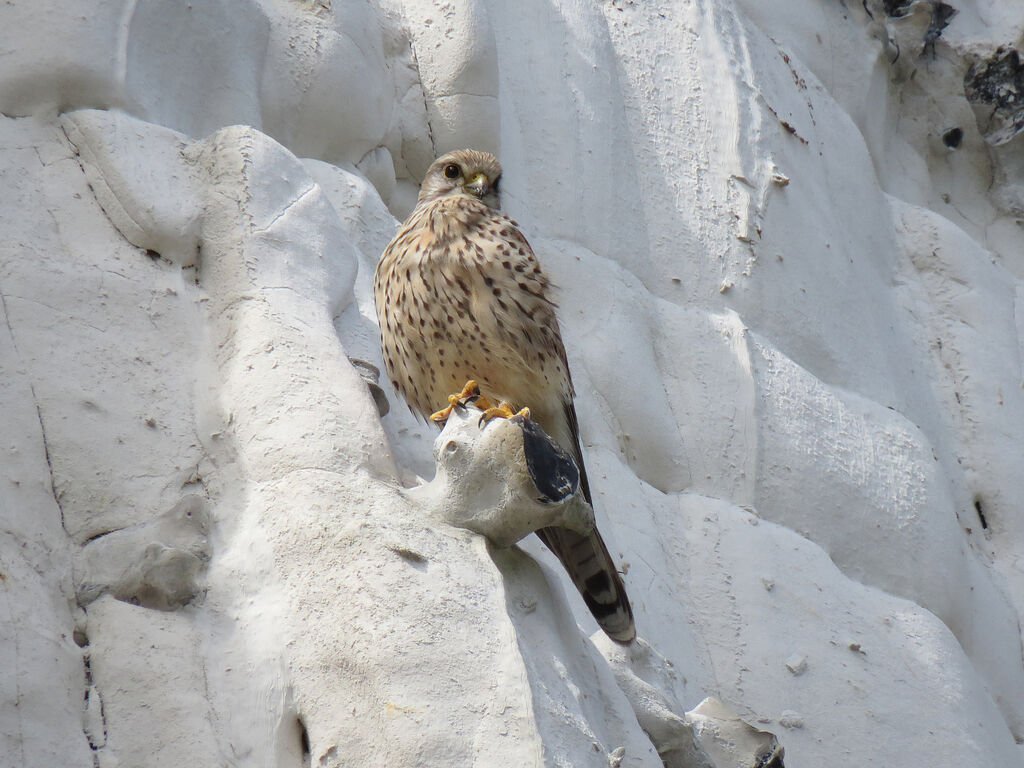 Common Kestrel