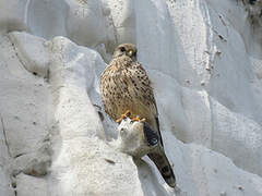 Common Kestrel