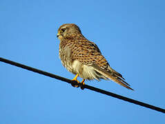 Common Kestrel