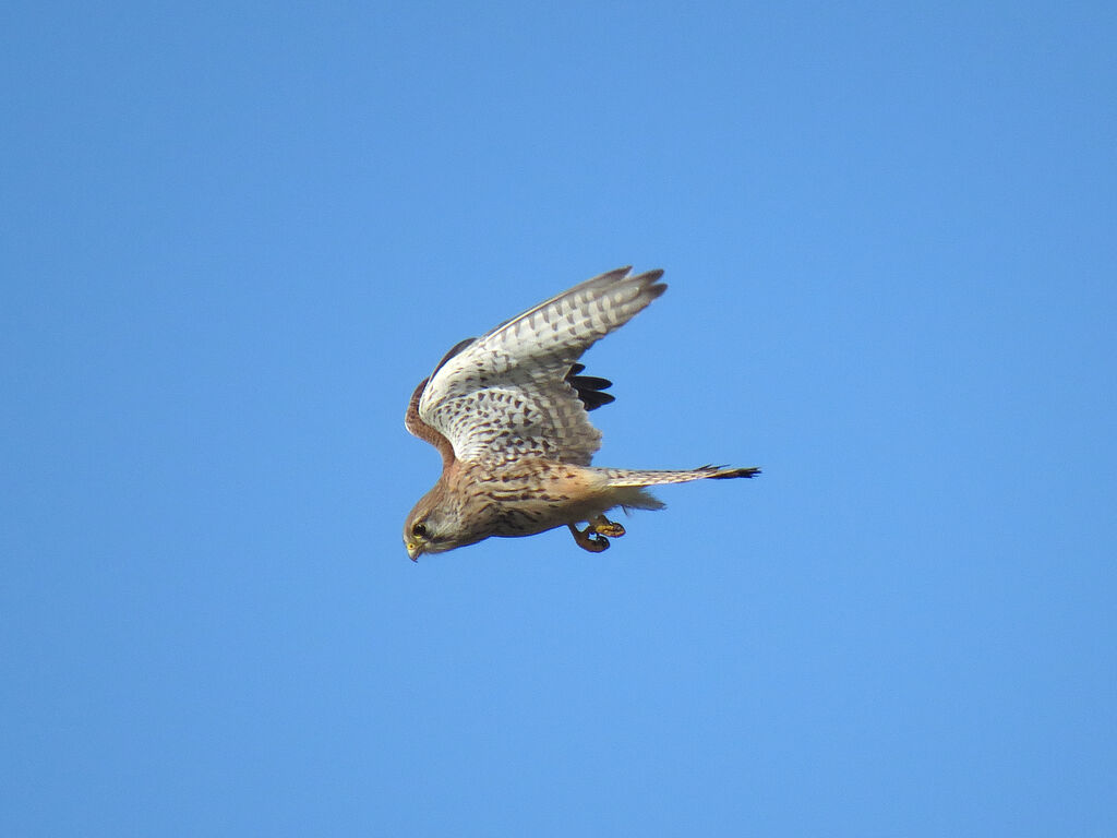 Common Kestrel