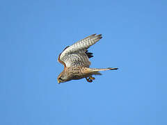 Common Kestrel