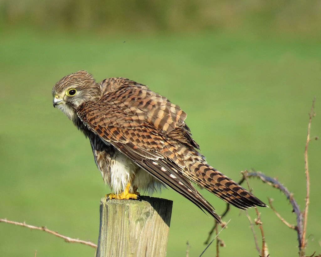 Common Kestrel