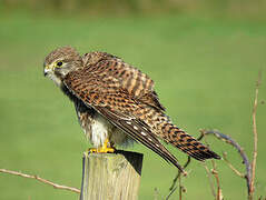 Common Kestrel