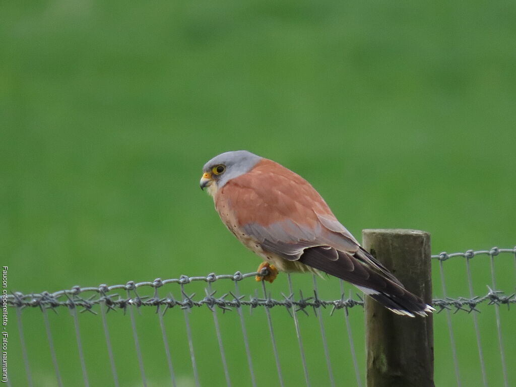 Lesser Kestrel