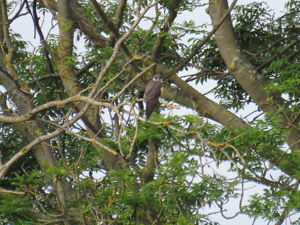 Eleonora's Falcon