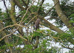 Eleonora's Falcon