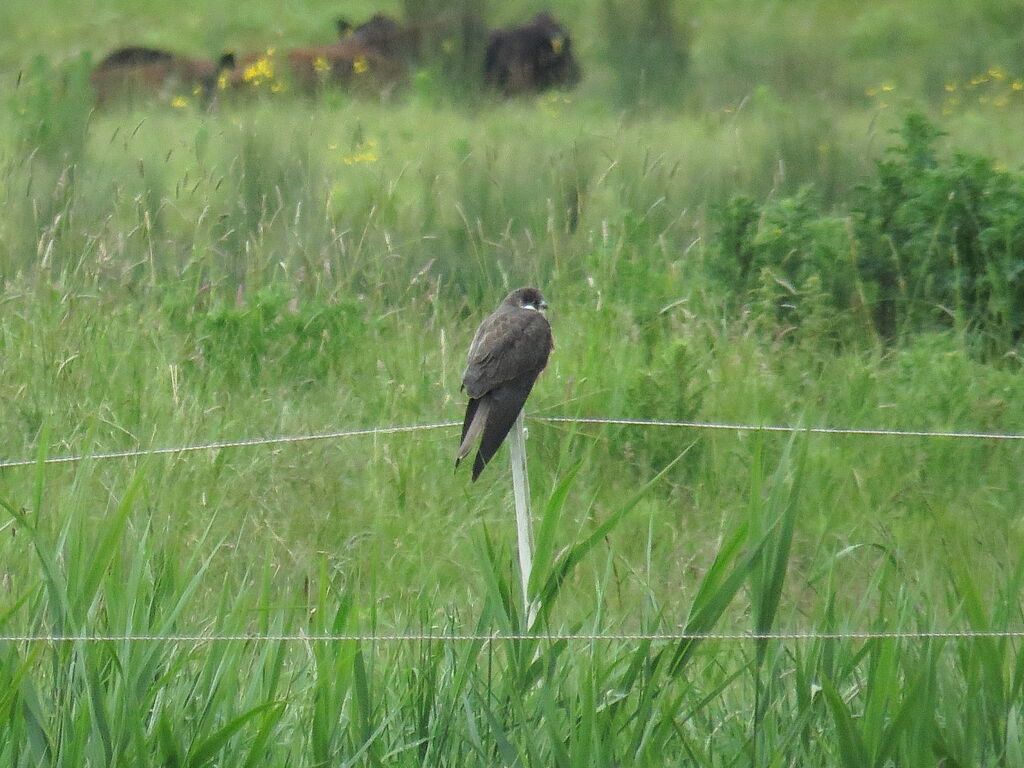 Eleonora's Falcon