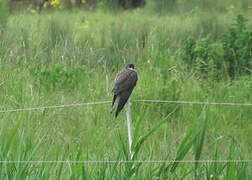 Eleonora's Falcon