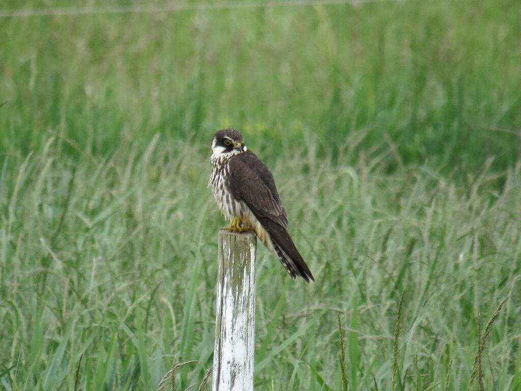 Eurasian Hobby