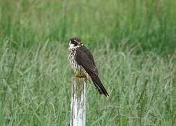 Eurasian Hobby