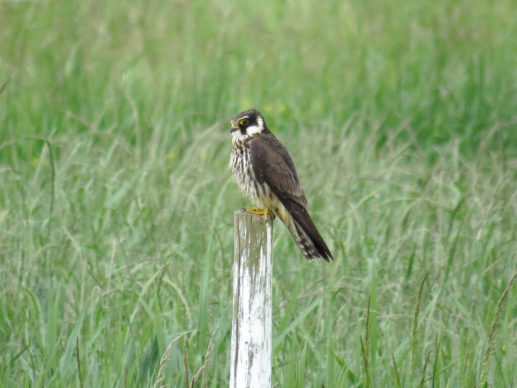 Eurasian Hobby